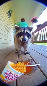 Raccoon eating spicy food gone WRONG #funny #animals #trending