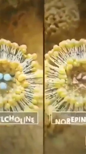 How brain cells communicate😱#BrainCells#Neuroscience#HumanBrain#MindBlown#BrainFacts#ScienceShorts