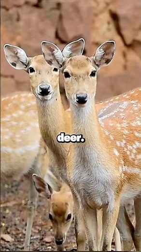 Why There are 30000 Deer On A Small Island | Joe Rogan #podcast #joerogan #jre