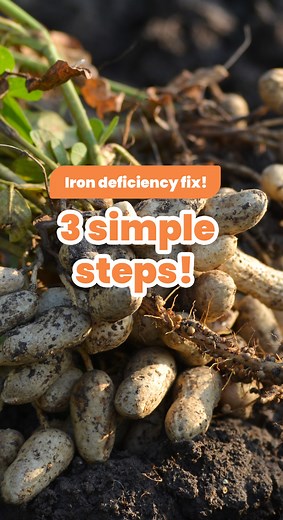 🌱🥜 Iron deficiency? Follow these 3 steps to get your groundnuts thriving with a little help from our agronomist! #plantix #groundnutfarming #groundnutfarmer #agriculture #farming | Plantix