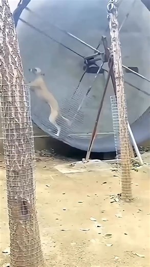 The World’s Fastest Dog #shorts #animals #wildlife #FacebookReels #ReelsVideo #VideoContent #WatchTillEnd #ViralReels #TrendingNow | Devonna Carella