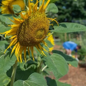 Thanks to all who came out to the Decatur Campus Community Garden Service Day! | Georgia State University - Perimeter College | Facebook