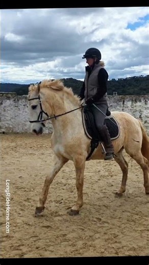 Lusitano Performing Piaffe, Passage & Flying Changes — Bitless Classical Dressage