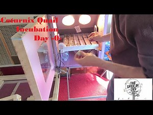 120 Quail Eggs Into The Incubator!! DAY -0-