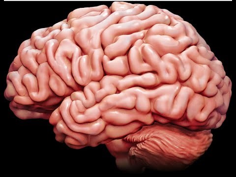 What REALLY Happens to Serotonin in Your Brain?