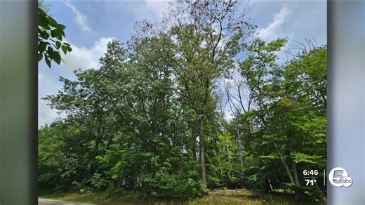 How to spot a tree with Oak Wilt