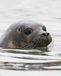495K views · 720 reactions | This is what it's all about for these marine life rescuers: seeing the happy tracks in the sand as the seals make their way to the water.  | Humankind | Facebook