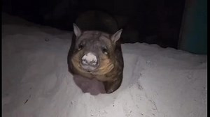 9.6K views · 1.4K reactions | Sunny was the first wombat rescued from floodwaters in December. She was found by some wonderful people who were grabbing their belongings. They grabbed Sunny too. The houses you see in the video were under water within hours. Her survival is a miracle! Here she is in her new home in our main sanctuary  | Wombat Awareness Organisation | Facebook