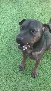 31K views · 320 reactions | 10/4: RIP Moose. I’m so sorry you were...