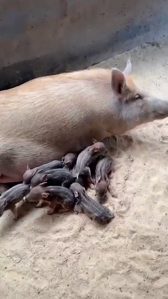 Meet the Farm-Raised Wild Boars: A Mother and Her Baby 👀