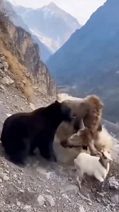 107K views · 100 reactions | A Bear Attacks a Baby Goat, Then a Yak Charges In #viralreels #ตลก #ขำๆ | MGTC Farming | Facebook