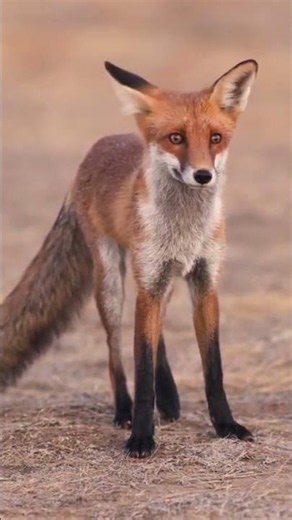 The Fennec Fox Can Survive Extreme Heat With Super Evolved Features #fox #nature #animals