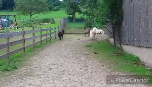 45K views · 1.3K reactions | CAVALLO Fan Franziska schreibt uns:...