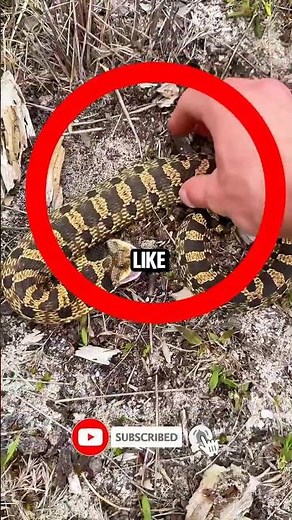 What Makes Hog Nose Snakes So Captivating? #animals #facts #animallife #animalfacts #snake