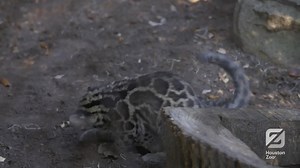 1.6K views · 1K reactions | We see a Zoo visit in your future! Come see your favorite animals that you know and love. | Houston Zoo | Facebook