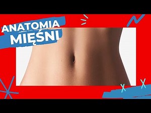 Anatomia mięśni #12 - mięśnie brzucha, dźwigacz jądra