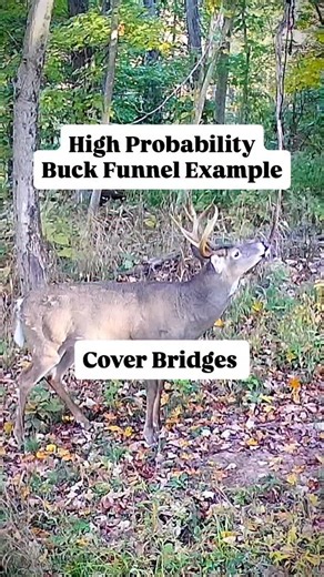 Jake Hendrickson | Whitetail Habitat & Land Specialist on Instagram: "When you’re looking for consistent deer movement, one of the best patterns to key in on is a cover bridge, a narrow strip of cover that connects two larger blocks of security cover. Deer are masters at using cover to stay concealed. When moving between bedding and feeding areas, they’ll often choose the safest, most covered route possible, even if it means taking the long way around. That’s where these thin connections shine.