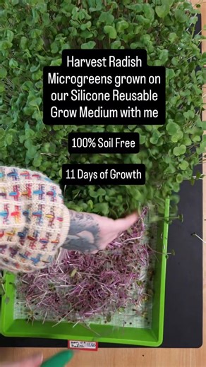 🌱 Radish microgreens may contain significantly higher levels of vitamin C, vitamin E, and beneficial antioxidants compared to their mature radish greens — according to multiple peer-reviewed studies on microgreen nutrient density. They’re known for their peppery flavor and vibrant color, but they also carry compounds like anthocyanins and glucosinolates, which studies suggest can support cellular protection and general wellness. All of this comes from tiny greens you can grow indoors in about a