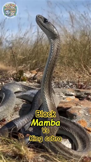 Black Mamba vs King Cobra: Who Wins?😱💀🐍 #shorts #snake #kingcobra
