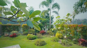 Best Shrubs for Year-Round Color