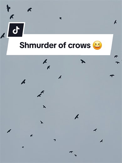 Shmurder of crows 🙃😂