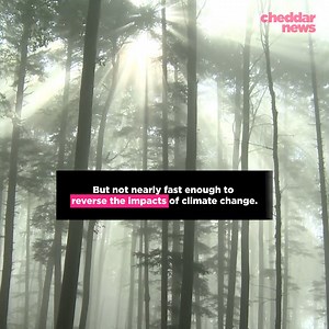 These supercharged trees could help fight climate change. San Francisco-based startup company, Living Carbon, is claiming to have genetically modified trees to grow faster and expedited their carbon dioxide consumption. #climatechange | Cheddar Gadgets