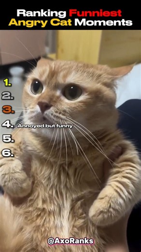 Funniest angry Cat Moments🐱😡 #cat #funny #moments #ranking
