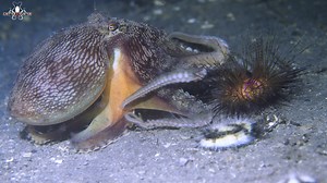 Picture the mesmerizing sight of an octopus and a sea urchin gracefully traversing the seabed together. . . . . . #octopus #seaurchin #diver #ocean #marinelife #underwater #scubadiving #underwaterphotography #sealife #diving #nature #scuba #oceanlife #sea #wildlife #underwaterworld #uwphotography #photography #marinebiology #fish #reef #underwaterlife #marine #dive #travel #naturephotography #uwphoto | Critter Hunter