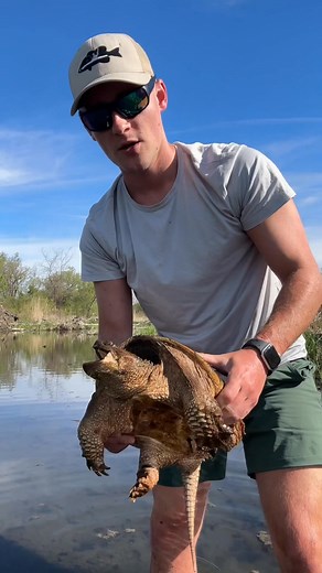 Common snapping turtle #fishing #turtle #snappingturtle | Fish Like Mike | Facebook
