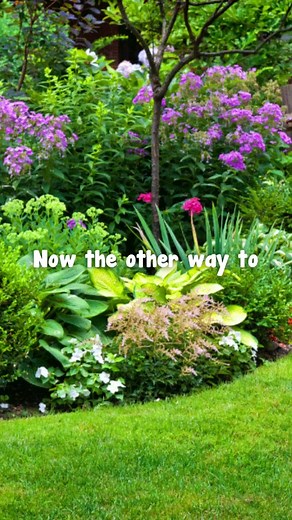 1.1K views | All-year-round color plants Part II  Get these at hellohelloplants.com.au | Hello Hello Plants & Garden Supplies | Facebook