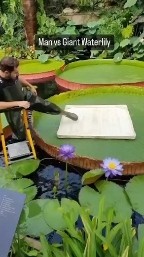 Giant Water Lily Photography in Nature