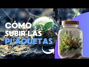 cómo subir las plaquetas rápidamente: 3 remedios naturales efectivos