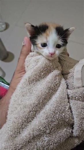 Poor Angel! Survived fall from 3rd floor, but lost eyesight.🥺