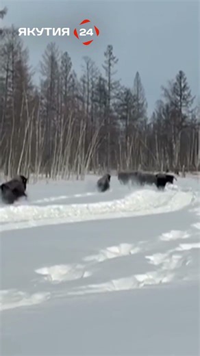 Wood bison released in Olyokminsky District #Yakutia #bison #Olyokma