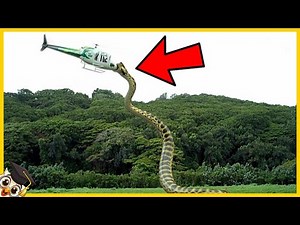 10 Największych węży które kiedykolwiek odkryto