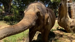 10K views · 636 reactions | Hear more from our Zoo team on today's jumbo announcement ❤️  | Perth Zoo | Facebook