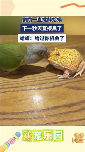 The Parrot kept provoking the Toad, then it suddenly went dark. Toad: I gave you a chance #PetPar...