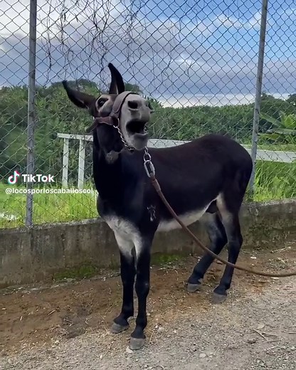 Burro Chacal: La Monta entre Caballos y Burros