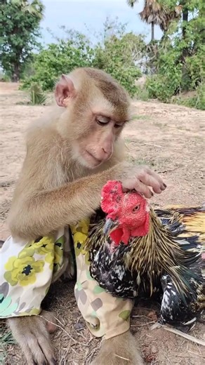 4.3K views · 87 reactions | monkey 轢 vs rooster . #monkey #smartmonkey #animaloftiktok #animalsoftiktok | Best Life Pets | Facebook