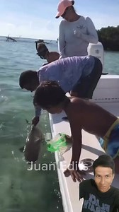 1.6M views · 10K reactions | Un Tiburoncin y una Mordida Inesperada 麗 #reelsfacebook #animalworld #faunasalvaje #naturalezasombrosa #animalesasombrosos #animalesincreibles #impactante #virals #reinosalvaje #animalessalvajes #animales #animalesgraciosos #mundoanimal #mundosalvaje #fauna #vidaanimal #vidasalvaje #reinoanimal #virals #animals #depredadores #humoranimal #humor #colombia #usa #mexico #tiburon #tiburonbebe #shark | Juan Edits | Facebook