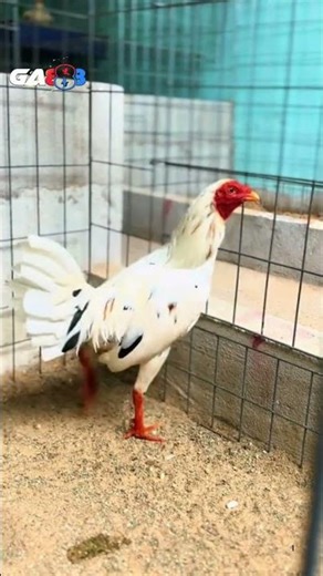 Vần gà (tập thể lực):Giai đoạn đầu: Cho chạy lồng, quần sương.