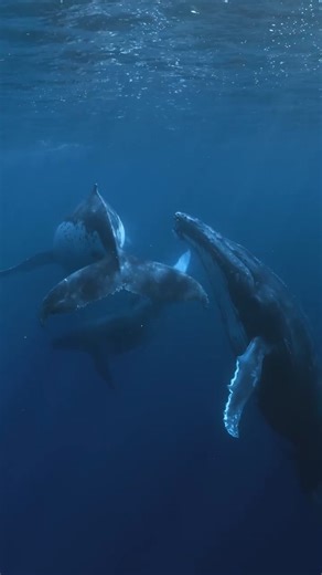 Science with a shadow. 🐋 While conducting dive surveys and deploying deep-sea and pelagic cameras in Niue, humpback whales were our near-constant companions. It's rare to have this much company! | National Geographic Pristine Seas