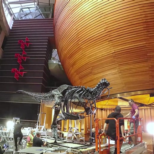 9.9K views · 1K reactions | Have you met Peter yet? He's one of the most complete T. rex skeletons ever found, and is free to see in Te Ao Mārama South Atrium until Sunday 4 September. 練 All 12 metres of Peter the T. rex was checked over and mounted at Tāmaki Paenga Hira in less than 48 hours – a huge achievement by our team! | Auckland Museum | Facebook