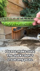 How did they do? #ducks #callducks #ducksoffacebook #petducks #homestead #waterfowl #backyardflock | Cheese and Quackers Homestead