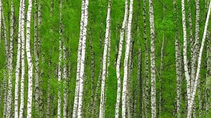 Beautiful forest green and white birches 4K. Trees, woods, branches, bark, leafs, fresh, grove, taiga, flora, day, park, nature, spring, land, wind, peace, calm, scene, motion, ultra hd. ProRes 422 HQ