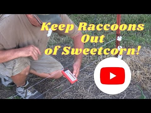 Keep Raccoons Out Of Sweetcorn