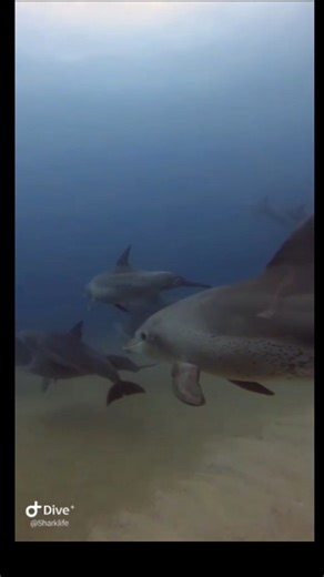 A travelling group of Indo-Pacific bottlenose dolphins joined our interns on today’s routine survey inside the iSimangaliso MPA. Their tight, coordinated movement is typical of groups navigating the reef efficiently while staying connected. Regular sightings like this reflect healthy habitat, stable fish stocks, and the value of well-protected marine spaces. Thanks for learning with Sharklife. #IndoPacificDolphins #MarineConservation #iSimangaliso #MPA #OceanScience #Sharklife | Sharklife