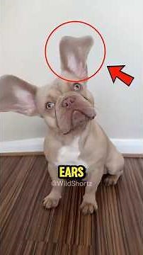Top 5 Animals With BIG Ears🐰👂You Won’t Believe #1!#Top5Animals #AnimalFacts #BigEarsAnimals #animals