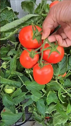 how to plant tomato, growing tomato plants which can yield hundreds of tomatoes #tomato #replanting