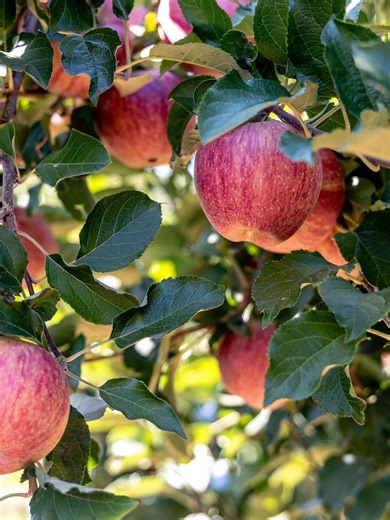 Apples are the star in some of our favorite treats, from apple cakes, baked apples, and appletinis to the ultimate American classic, apple pie. But what do you really know about when, where and how apples grow? We met with three apple farmers to learn more: https://californiagrown.org/blog/how-do-apples-grow-in-california/ | California Grown